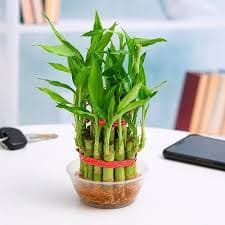 vastu plant bamboo 2 layer