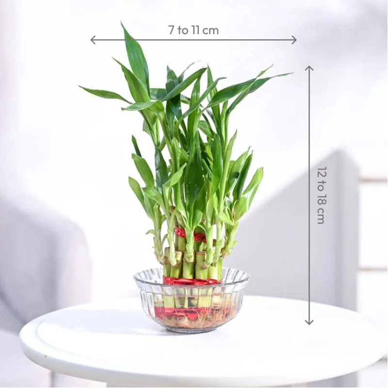 vastu plant bamboo 2 layer